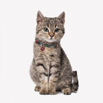 Load image into Gallery viewer, V6H4A95D6E45CC49085E8E49DAC89D3056DR3550776P3
